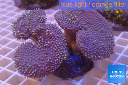 Sarcophyton long white polyps triple head 7-11 cm WYSIWYG acclimaté