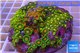 Zoanthus garden mixed color 8-12 cm WYSIWYG acclimaté