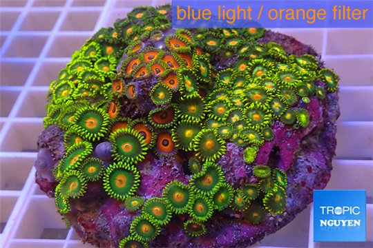 Zoanthus garden mixed color 8-12 cm WYSIWYG acclimaté