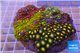 Zoanthus garden mixed color 8-12 cm WYSIWYG acclimaté