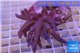 Sinularia long finger 5-8 cm WYSIWYG acclimaté