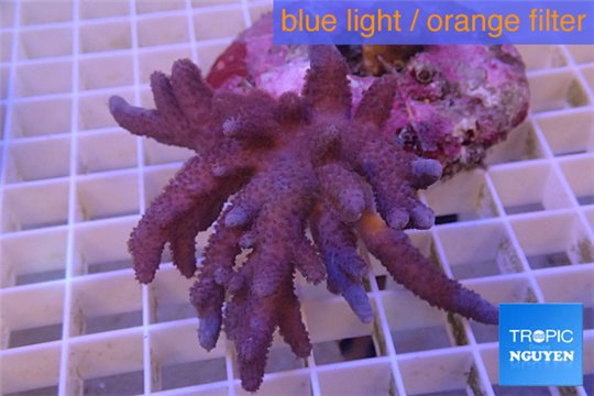 Sinularia long finger 5-8 cm WYSIWYG acclimaté