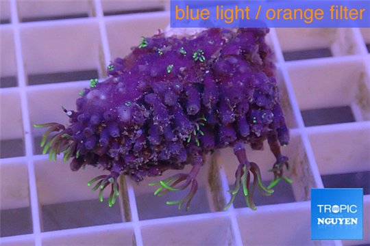 Pachyclavularia neon green 2-4 cm WYSIWYG acclimaté