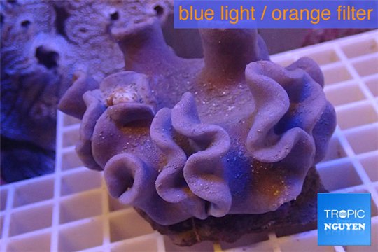 Sarcophyton full neon green polyps Australia 7-14 cm WYSIWYG acclimaté