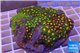 Zoanthus garden mixed color 8-12 cm WYSIWYG acclimaté