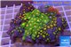 Zoanthus garden mixed color 8-12 cm WYSIWYG acclimaté