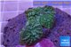 Rhodactis big leaf 2 polyps WYSIWYG acclimaté