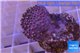 Sarcophyton erenberghi white polyps 4-6 cm WYSIWYG acclimaté