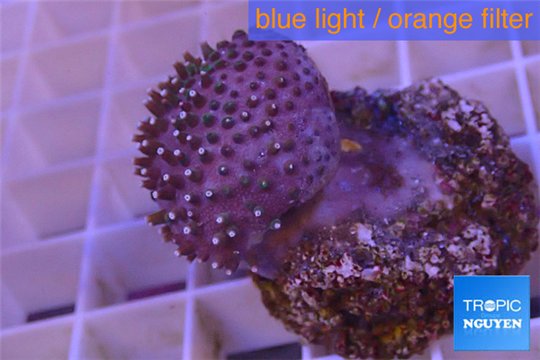 Sarcophyton erenberghi white polyps 4-6 cm WYSIWYG acclimaté