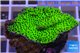 Montipora green & purple polyps 3-5 cm WYSIWYG acclimaté