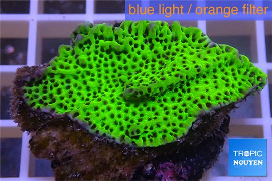 Montipora green & purple polyps 3-5 cm WYSIWYG acclimaté