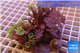 Clavularia papaya mix color 8-12 cm WYSIWYG acclimaté