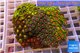 Zoanthus garden mixed color 8-12 cm WYSIWYG acclimaté