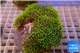 Pachyclavularia neon green 8-12 cm WYSIWYG acclimaté