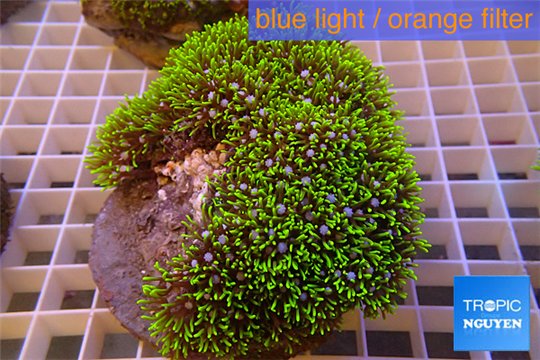 Pachyclavularia neon green 8-12 cm WYSIWYG acclimaté