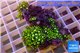Pachyclavularia neon green 5-6 cm WYSIWYG acclimaté