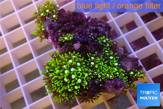 Pachyclavularia neon green 5-6 cm WYSIWYG acclimaté