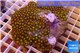 Zoanthus orange 8-12 cm WYSIWYG acclimaté