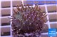 Sarcophyton erenberghi white polyps 4-6 cm WYSIWYG acclimaté