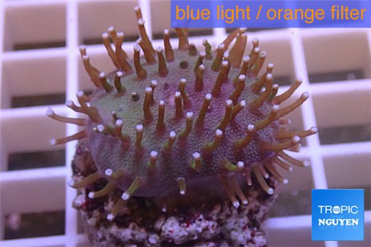 Sarcophyton erenberghi white polyps 4-6 cm WYSIWYG acclimaté