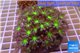 Clavularia papaya green purple 8-12 cm WYSIWYG acclimaté