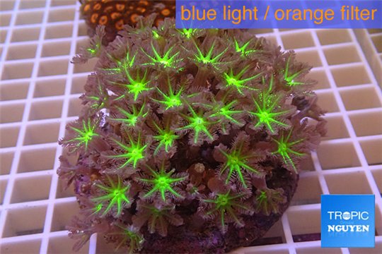 Clavularia papaya green purple 8-12 cm WYSIWYG acclimaté