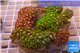 Zoanthus garden mixed color 8-12 cm WYSIWYG acclimaté