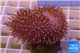 Sarcophyton erenberghi white polyps 4-6 cm WYSIWYG acclimaté