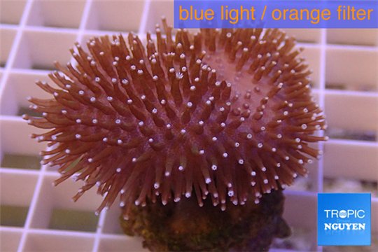 Sarcophyton erenberghi white polyps 4-6 cm WYSIWYG acclimaté