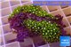Pachyclavularia neon green 4-5 cm WYSIWYG acclimaté