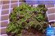 Zoanthus Fijii premium 8-12 cm WYSIWYG acclimaté