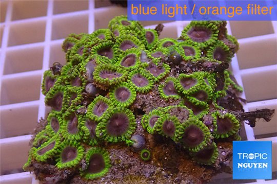 Zoanthus Fijii premium 8-12 cm WYSIWYG acclimaté