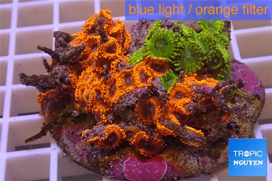 Zoanthus premium mix color 7-10 cm WYSIWYG acclimaté