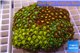 Zoanthus garden mixed color 8-12 cm WYSIWYG acclimaté