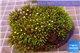 Pachyclavularia neon green 8-12 cm WYSIWYG acclimaté