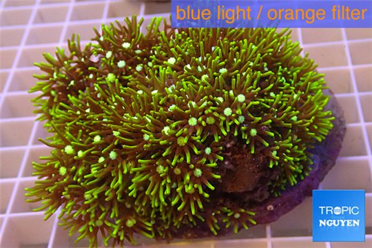 Pachyclavularia neon green 8-12 cm WYSIWYG acclimaté