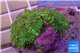 Rhodactis big leaf 2 polyps WYSIWYG acclimaté