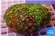 Zoanthus garden mixed color 8-12 cm WYSIWYG acclimaté