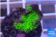 Montipora green & purple polyps damaged 2-3 cm WYSIWYG acclimaté