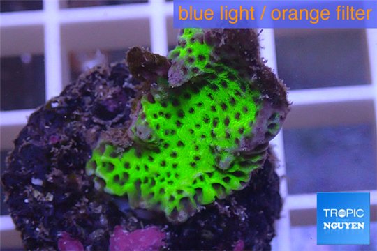 Montipora green & purple polyps damaged 2-3 cm WYSIWYG acclimaté