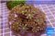 Clavularia papaya orange green 8-12 cm WYSIWYG acclimaté
