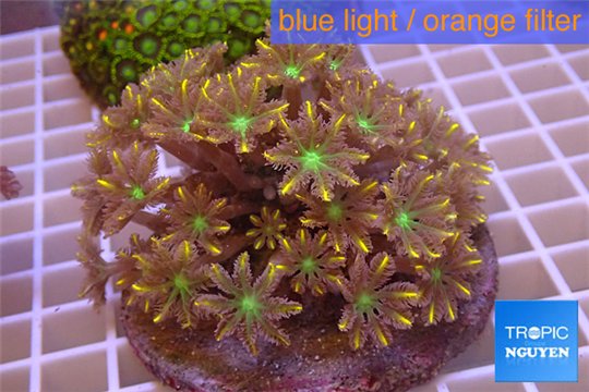 Clavularia papaya orange green 8-12 cm WYSIWYG acclimaté