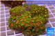 Zoanthus garden mixed color 8-12 cm WYSIWYG acclimaté