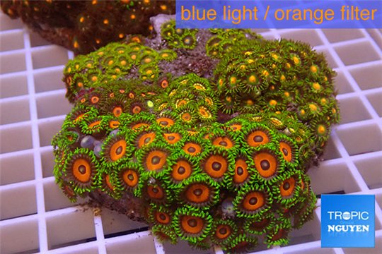 Zoanthus garden mixed color 8-12 cm WYSIWYG acclimaté