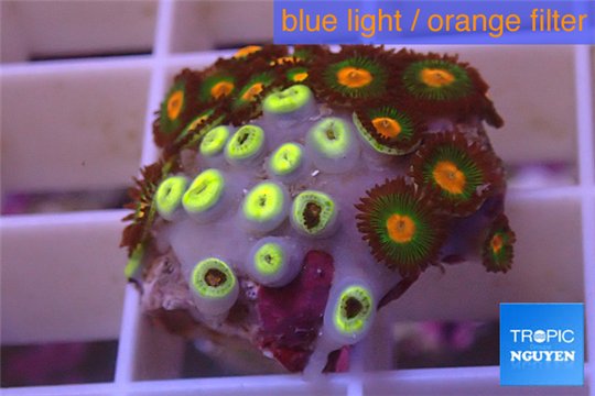 Zoanthus orange 2-3 cm WYSIWYG acclimaté