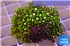 Pachyclavularia neon green 3-4 cm WYSIWYG acclimaté