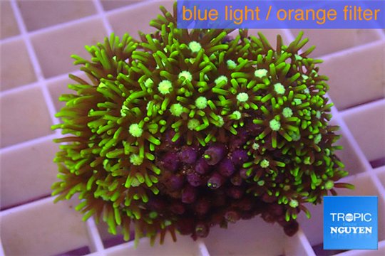 Pachyclavularia neon green 3-4 cm WYSIWYG acclimaté