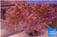 Lithophyton long finger 14-20 cm WYSIWYG acclimaté