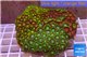 Zoanthus garden mixed color 8-12 cm WYSIWYG acclimaté