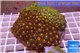 Zoanthus garden mixed color 8-12 cm WYSIWYG acclimaté